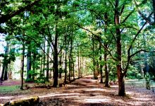 Treetops Adventure Hollybank景点图片