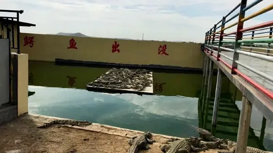 行唐縣鱷魚潭