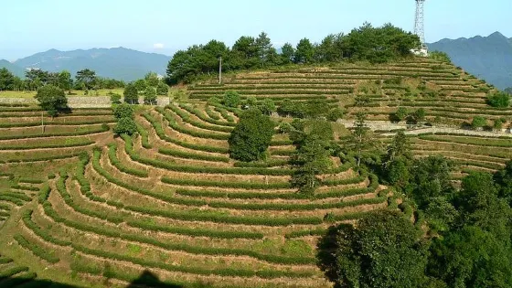 龍岩雲頂茶園