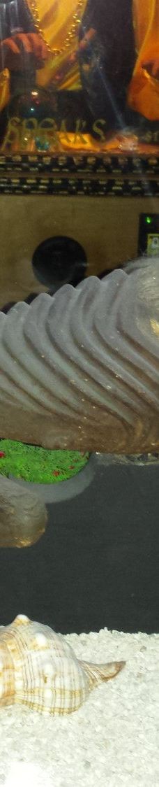 Ripley's Believe It or Not! World of Adventure-纽波特