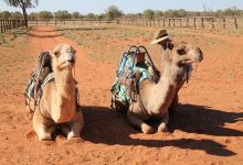 Camels Australia景点图片