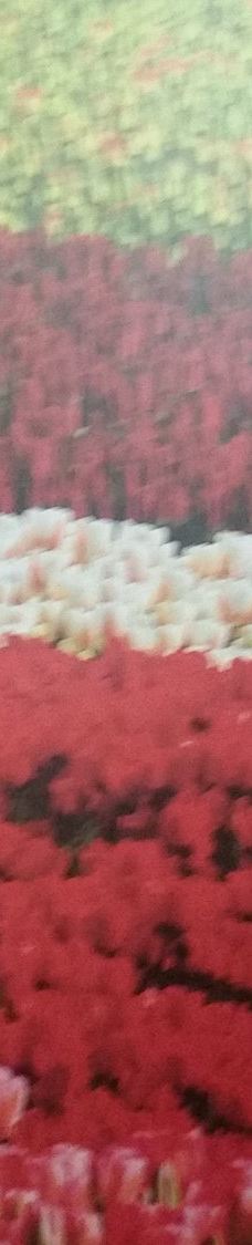 阿姆斯特丹郁金香博物馆-阿姆斯特丹