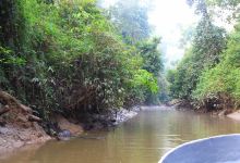 Kinabatangan Jungle Camp景点图片