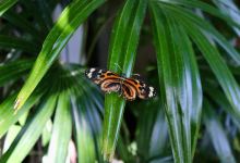Sophia M. Sachs Butterfly House景点图片
