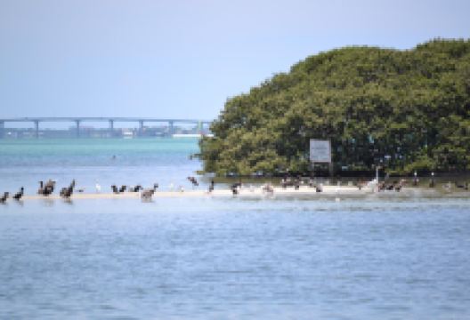 Encounters With Dolphins景点图片