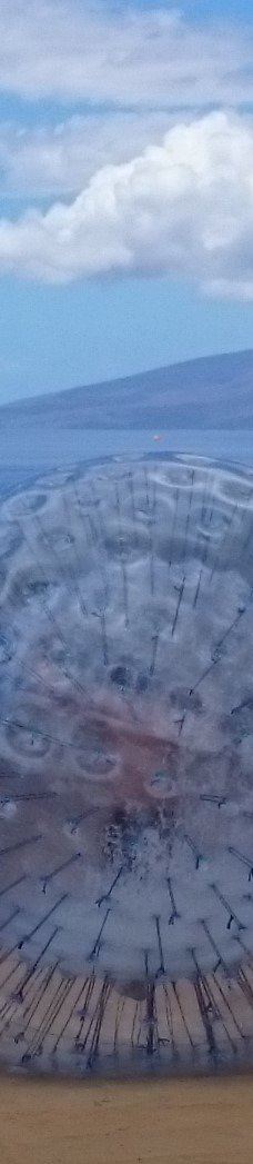 Maui Dragon Fruit Farm-茂宜县