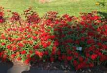 Cutler Botanic Garden景点图片