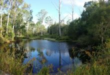 Capalaba Regional Park景点图片