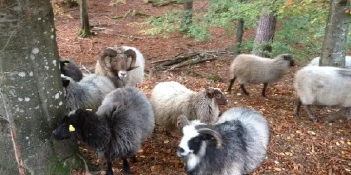 Biskopstorp Naturreservat