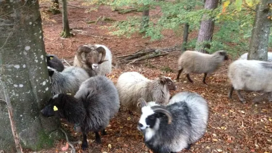Biskopstorp Naturreservat