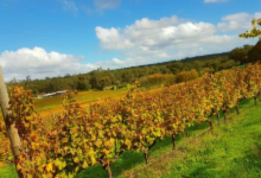 Hainault @ Carmel - Restaurant and Cellar Door景点图片