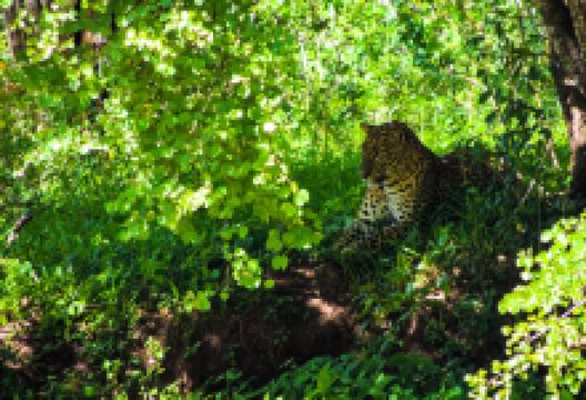 Nimsara Yala Safari景点图片