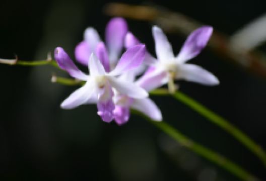 National Orchid Garden景点图片