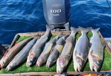 Whiskery Mike's Turangi Trout Connection景点图片