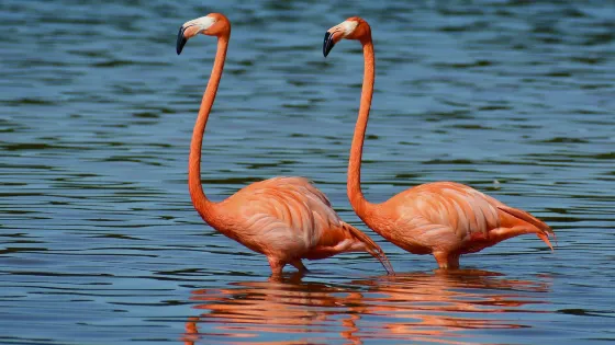 Ria Celestun Biosphere Reserve