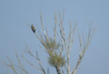 Volzhsko-Kamsky National Nature Biosphere Reserve景点图片