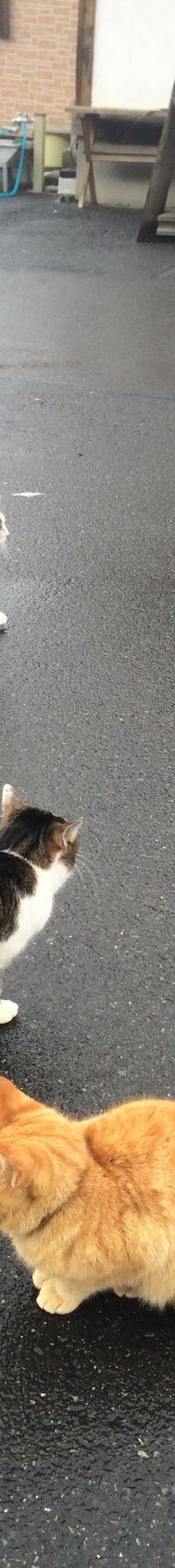 Gotanjoji Temple-越前市