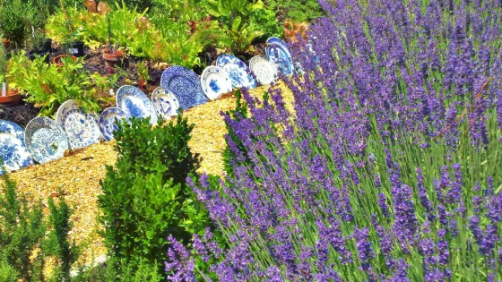 Blooming Hill Lavender Farm