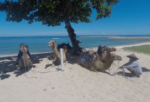 Bali Camel Safari景点图片
