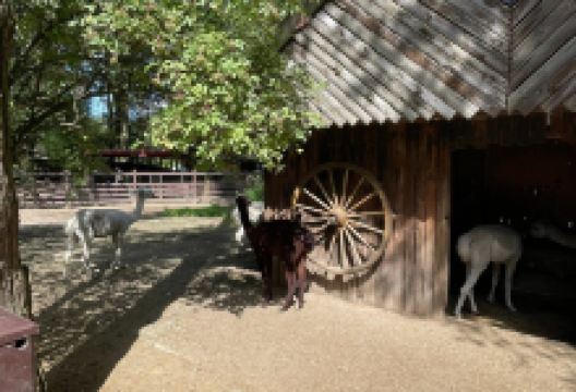 Nature and Animal Park Brueggen景点图片