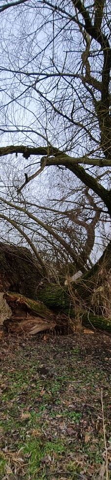 Rogalin Landscape Park-伯灵顿