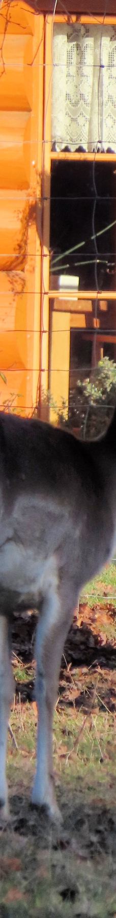 Tiergehege Waldhaus-莫尔斯多夫-泰希沃尔夫拉姆斯多夫