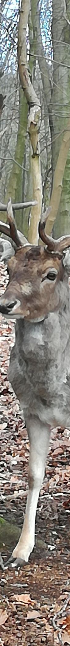 Dyrehaven Vejle-瓦埃勒