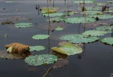 Kamping Puoy Reservoir景点图片