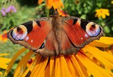 Park Aleksandra Jagiellończyka景点图片