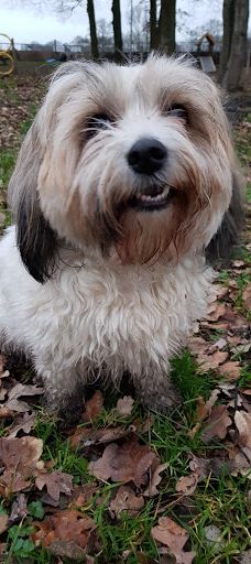 Stichting Hondenspeeltuin Hoogeveen-霍赫芬