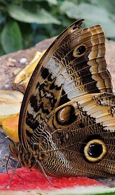 Butterfly Park Empuriabrava-Alt Emporda