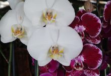 Vivero El Noni购物图片