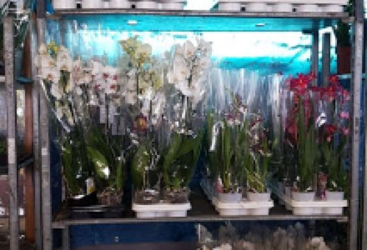 Destocking Bax Garden flowers and plants购物图片