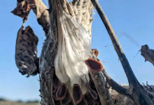Rush Lake State Natural Area景点图片