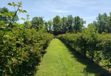Dr Youngs Blueberry Farm景点图片