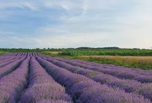 Lavander Health景点图片