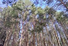 "Oreshnik" Park Kul'tury I Otdykha景点图片