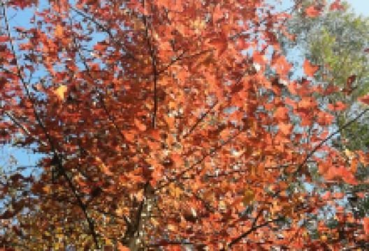 黑塔公园景点图片