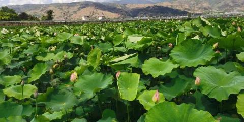麗江永勝三川金色田園驛站（三川小火車）
