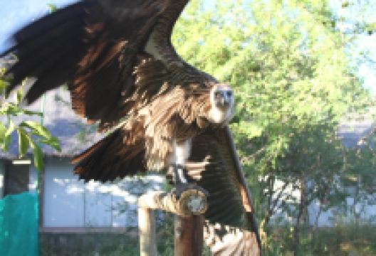 CARACAL Biodiversity Center景点图片