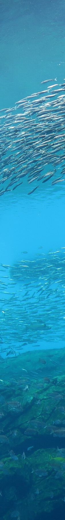 仙台海洋森林水族馆-仙台