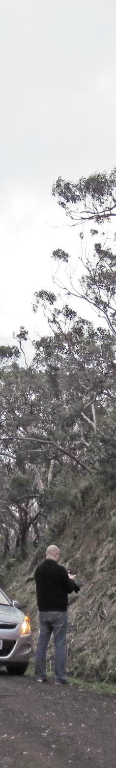 坎尼特河沿岸考拉步行道-Kennett River