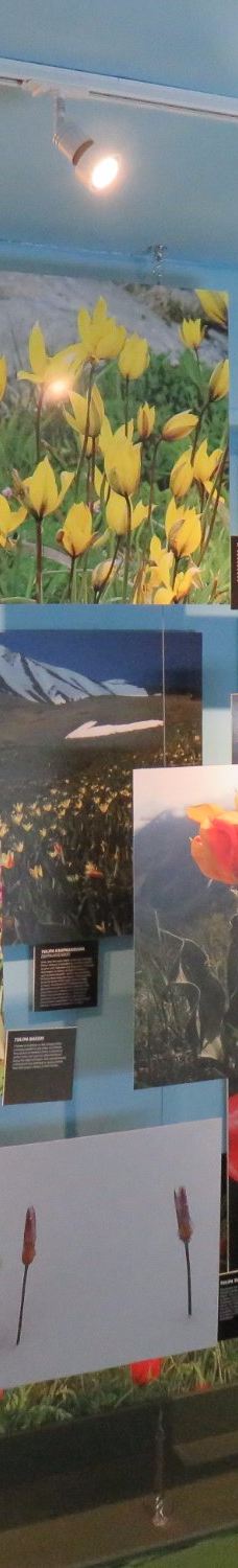 阿姆斯特丹郁金香博物馆-阿姆斯特丹