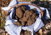 Truffes Passion景点图片