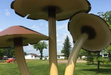 World's Largest Mushrooms景点图片
