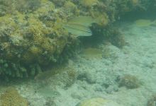 Whale Bone Bay景点图片