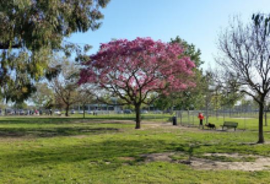 Arbor Dog Park景点图片