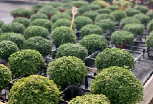 Vrtnarija Ruzzier Sečovlje购物图片