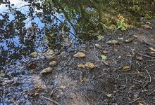 Tar Lane Pond景点图片