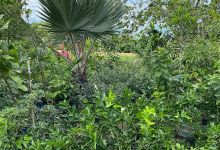 Vivero Francisco景点图片
